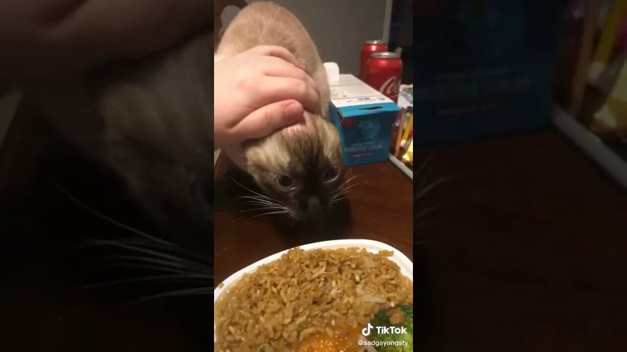 Cat Wants Chinese Food I TikTok