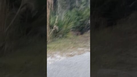 I found mr. 🐢 tortoise!!!