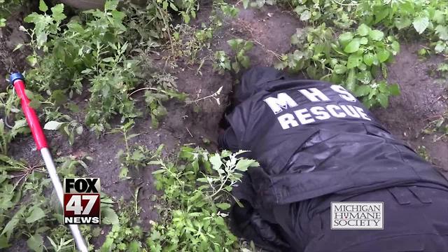 Michigan Humane Society rescues 11 puppies from hole