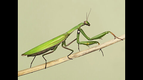 Mantis eats inset