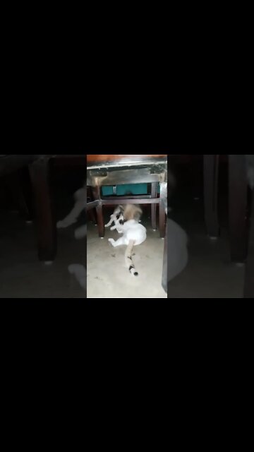 puppy play with cat 🐈😺|a for apple🍎|#shorts #shortvideo #dogs #puppy