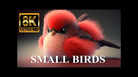 Small BIRDS 8K ULTRA HD with Names and Sounds