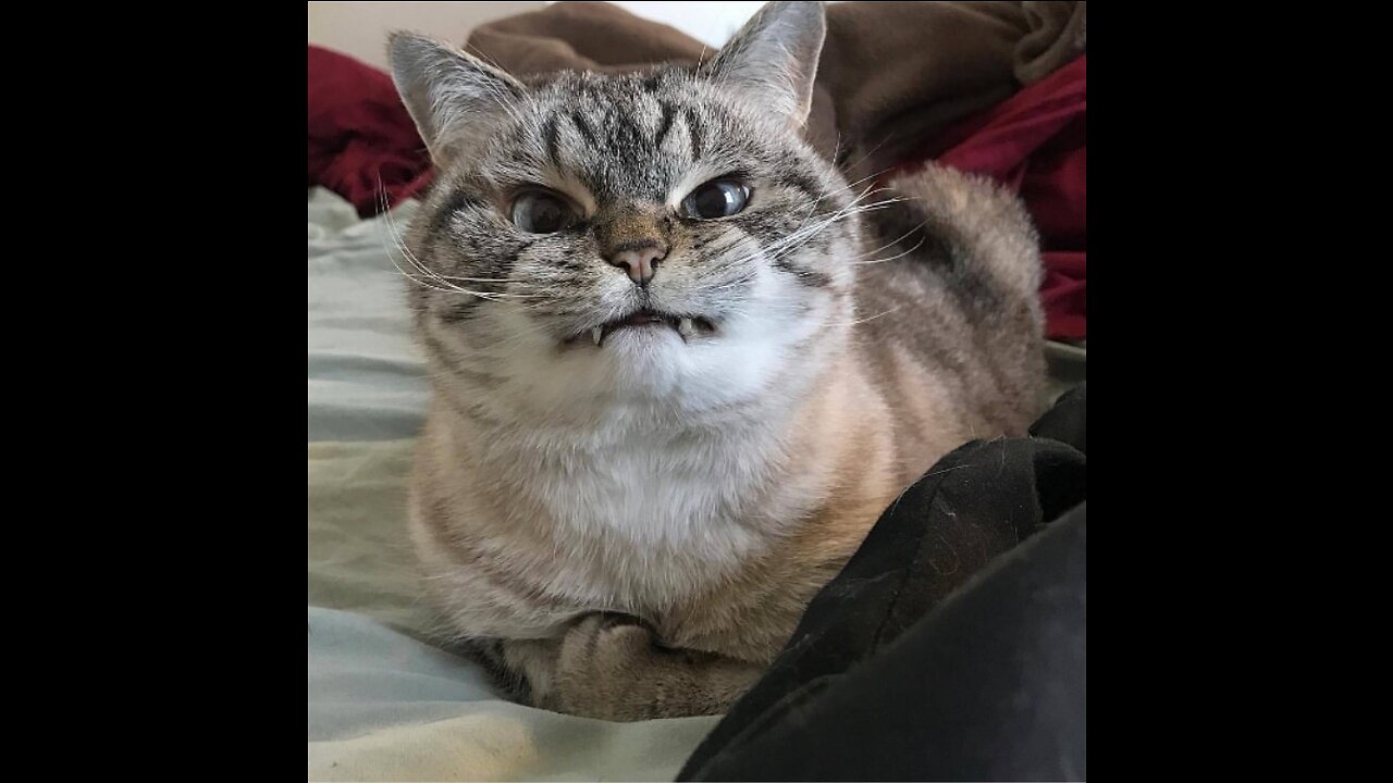 Funny Cats _ Dogs- Funny Animal Videos _ Try Not To Laugh Animals