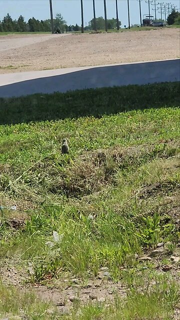 13 striped ground squirrel
