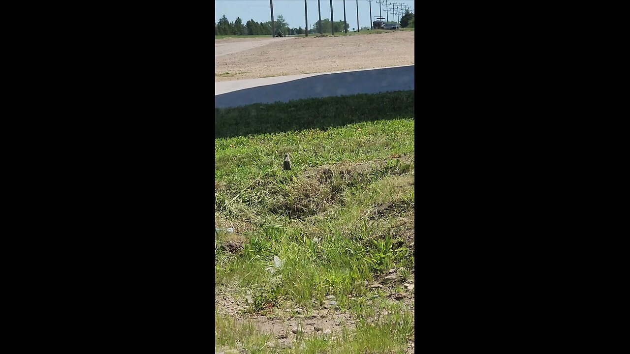 13 striped ground squirrel