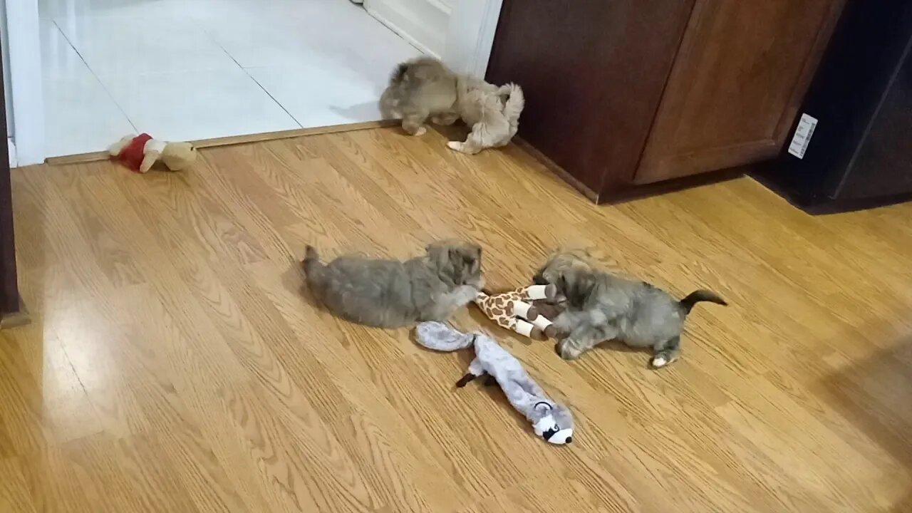 J Litter- Getting Big (10/28](1)