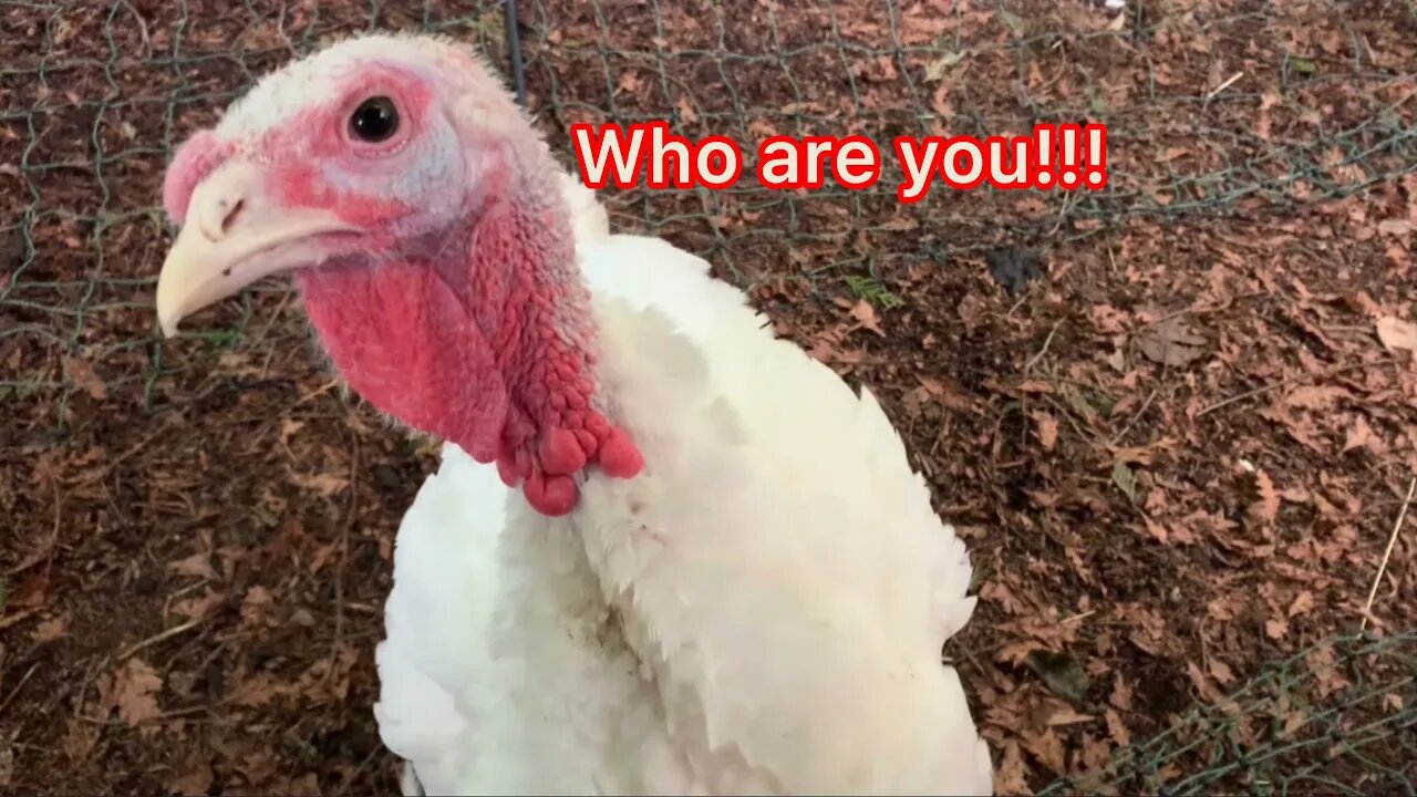 Curious turkey on guard because of strange man!!!!!