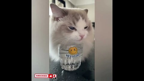 cute cat videos 😹 funny videos 😂1728