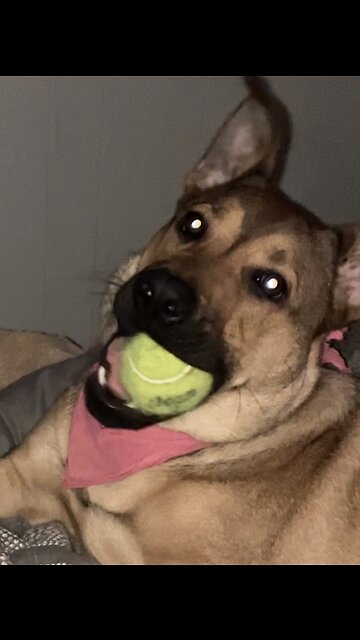 Cute puppy playing with tennis ball