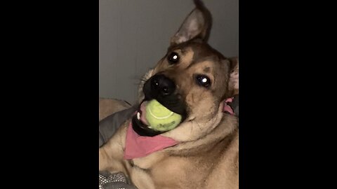 Cute puppy playing with tennis ball