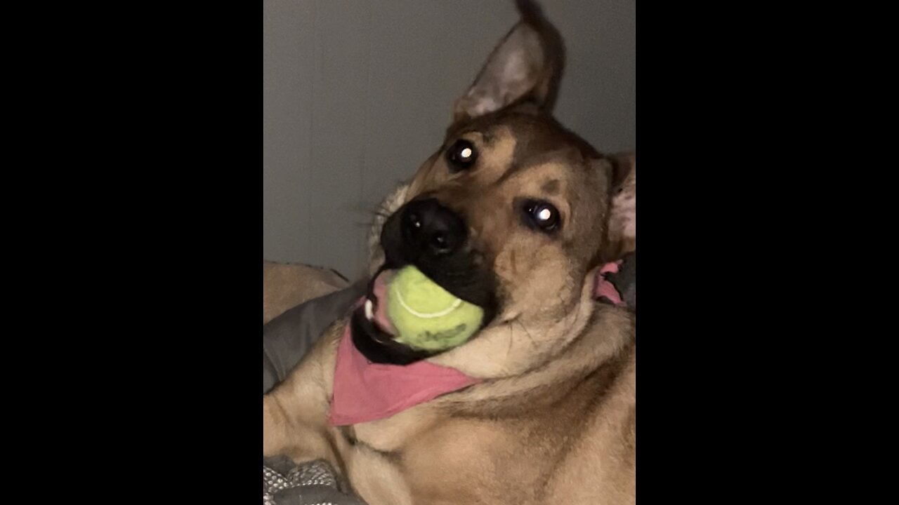 Cute puppy playing with tennis ball