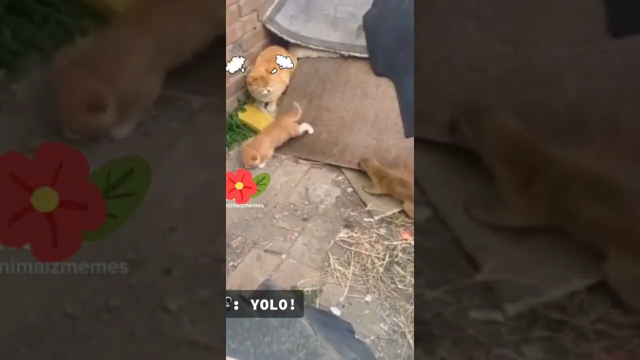 Cat saved the kittens 😍