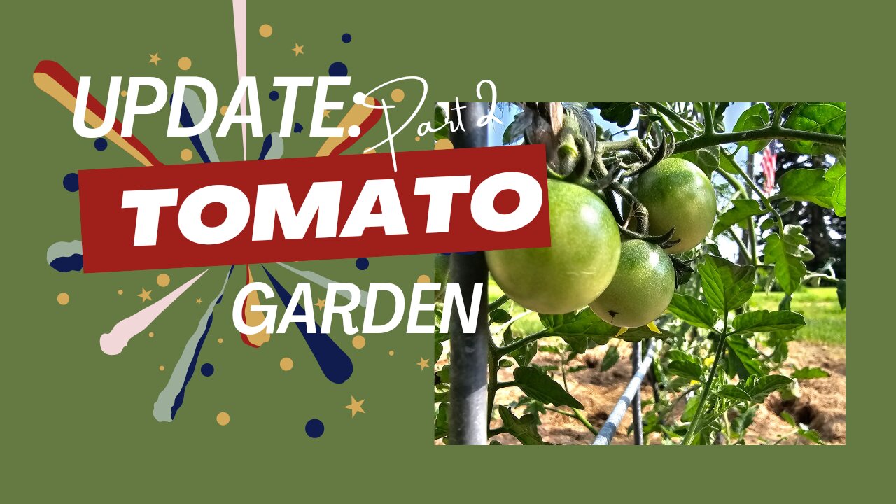 2024 Tomato Update: Part 2