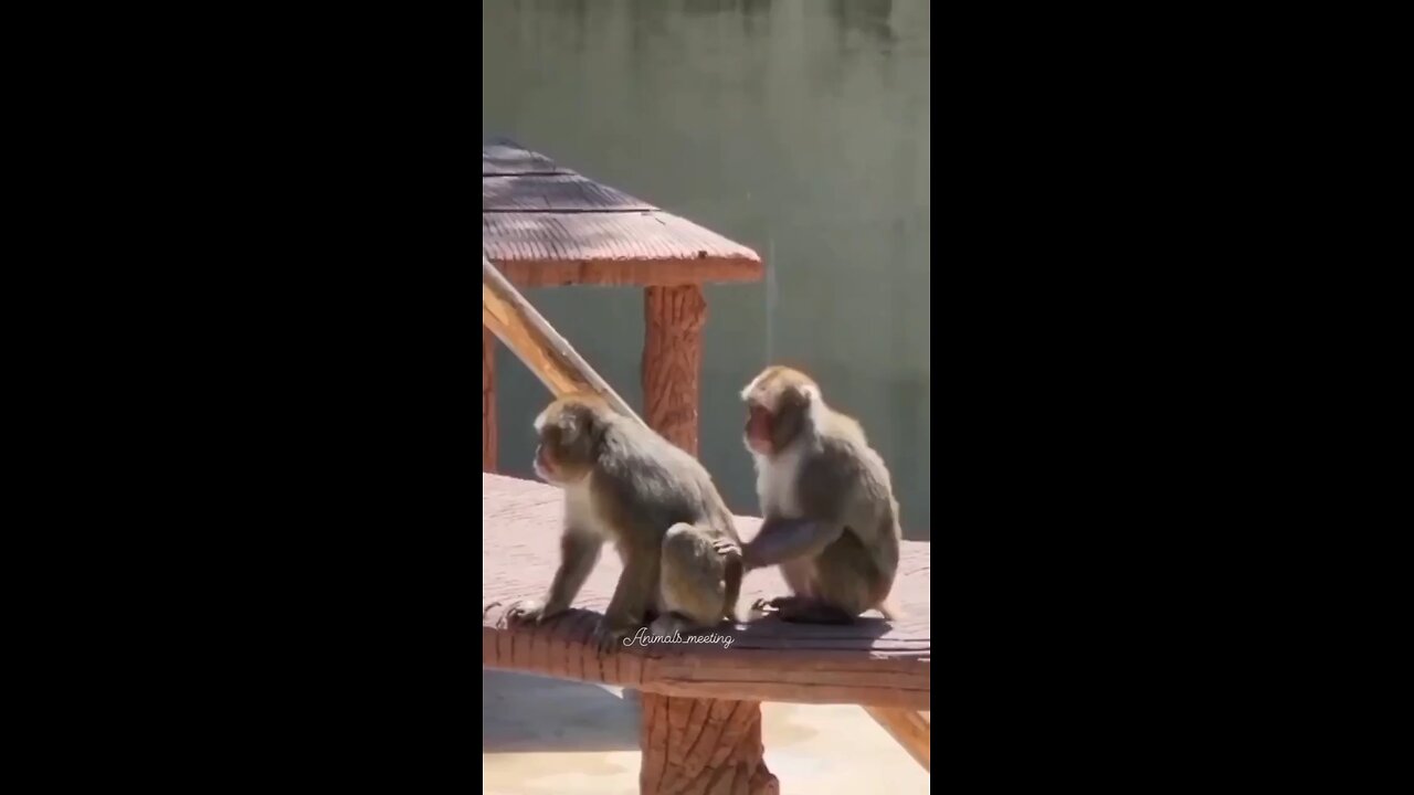 monkey🐒🐒🐒 funny 😂