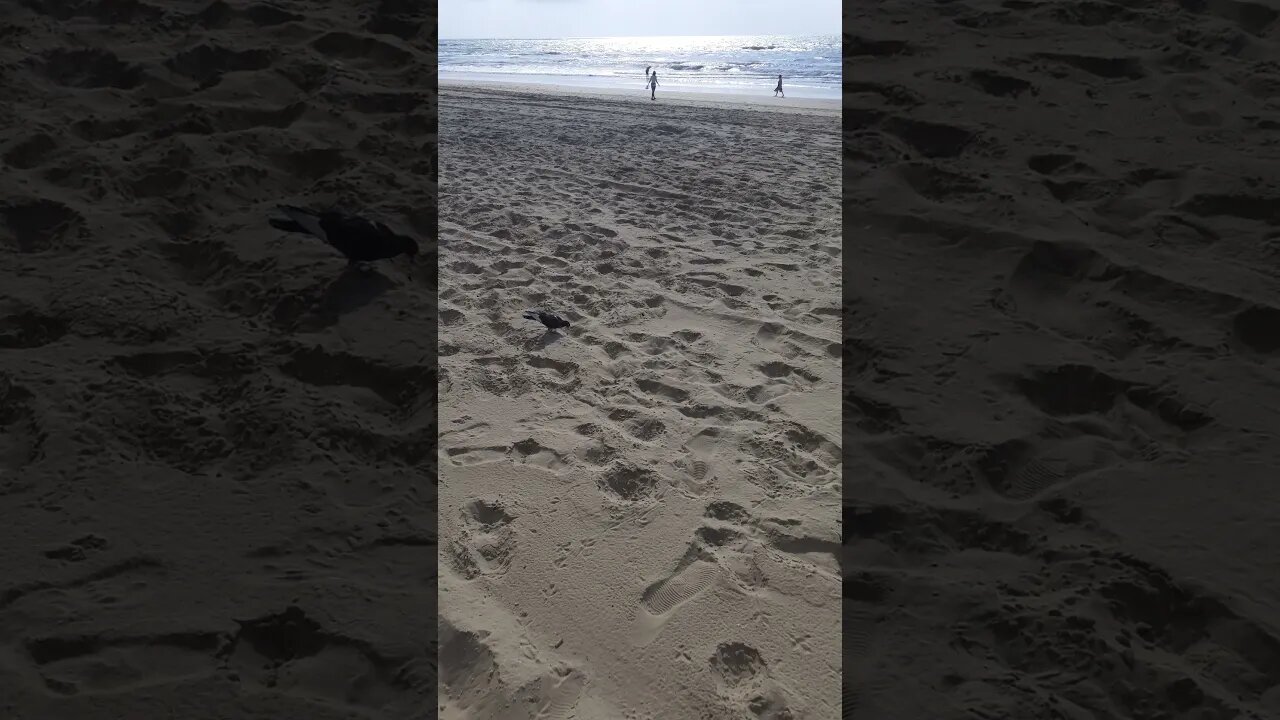 os pombinhos # shorts