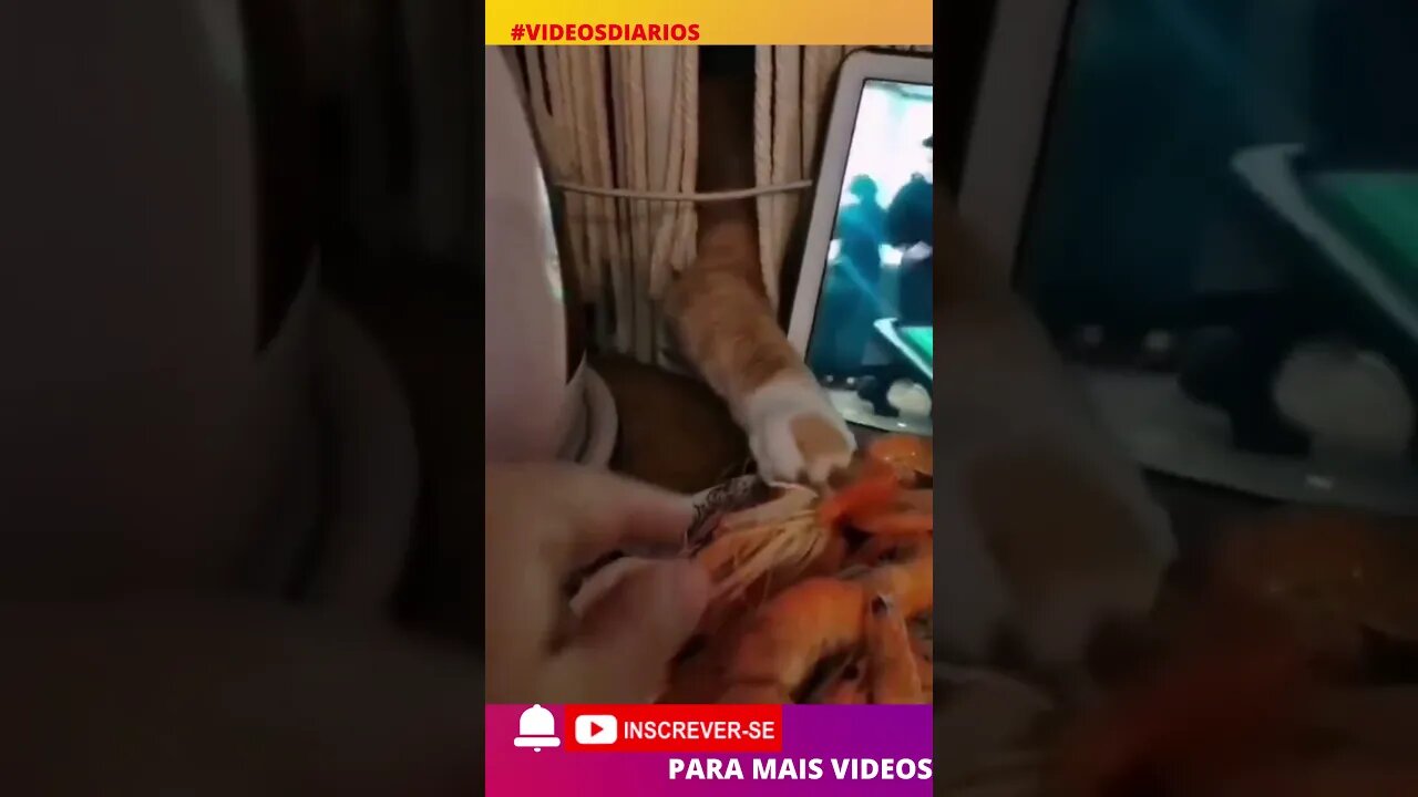 O gato é um gatuno! #shorts