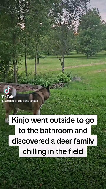 Kinjo the Akita sees a deer family