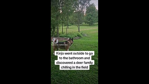 Kinjo the Akita sees a deer family