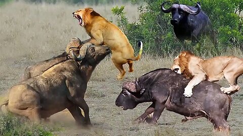 Buffalo Lion Cheetah Hyena Fight but lion become Jokes by buffalo