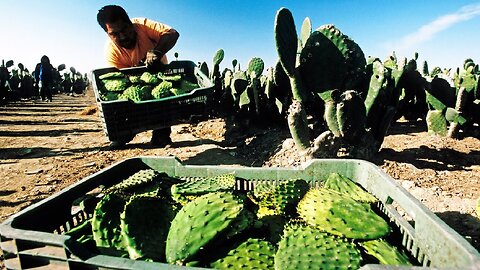 Millions of Nopal Cactus Harvesting 🌵 - Nopal Cactus Cultivation - Cactus Farming and Harvest