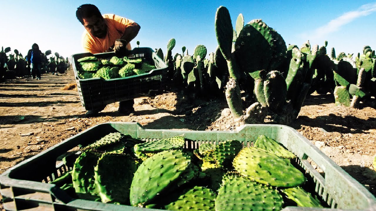 Millions of Nopal Cactus Harvesting 🌵 - Nopal Cactus Cultivation - Cactus Farming and Harvest