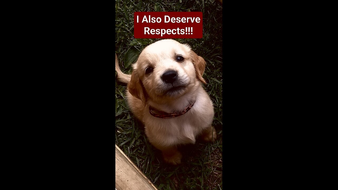 Dogs Deserve Respects