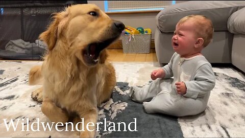 Golden Retriever Pup Makes Baby Cry But Says Sorry! (Cutest Ever!!)