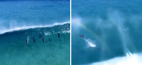 Group of dolphins among the waves and rainbow