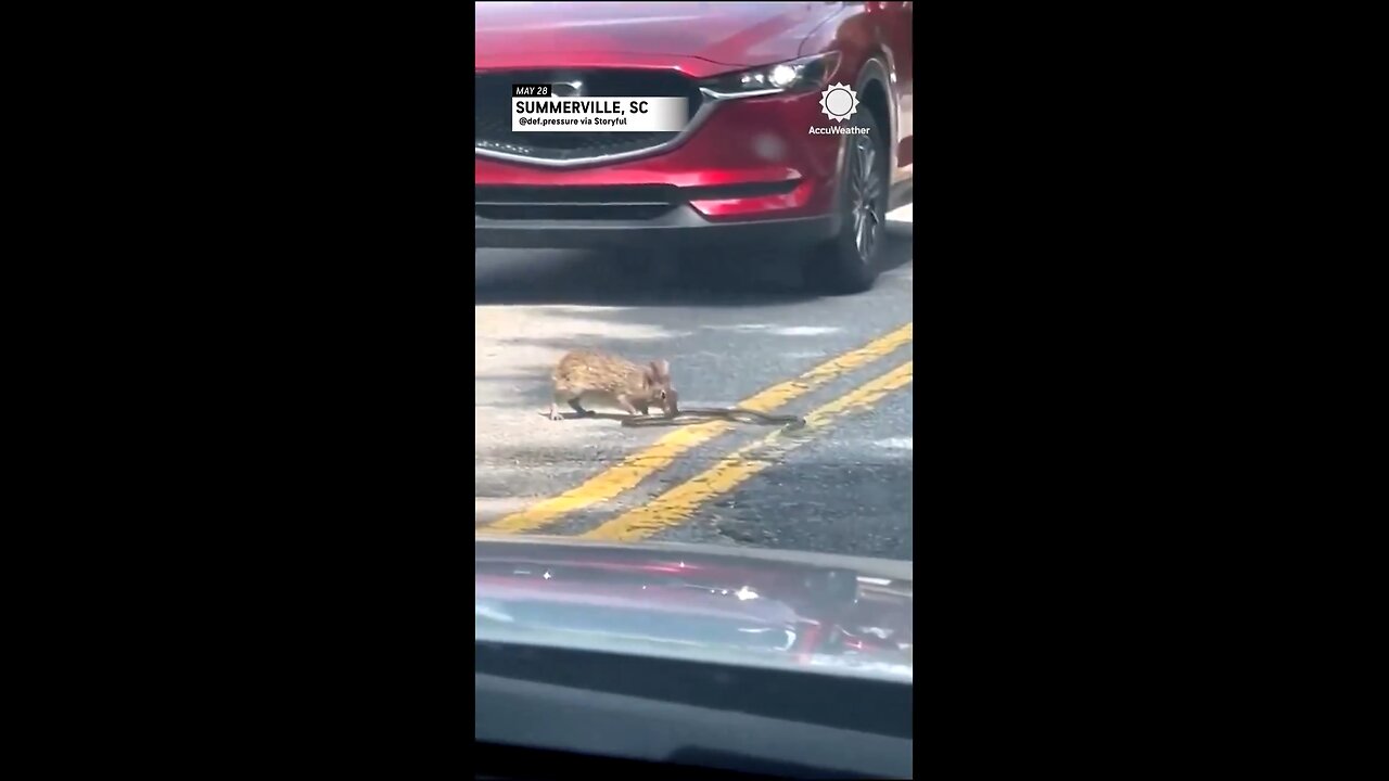 Bunny 🐰 playing with a snake 🐍 in the road 🐰 not giving up 😂