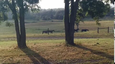 Rain finally after weeks of HOT weather and Horses are Happy about it