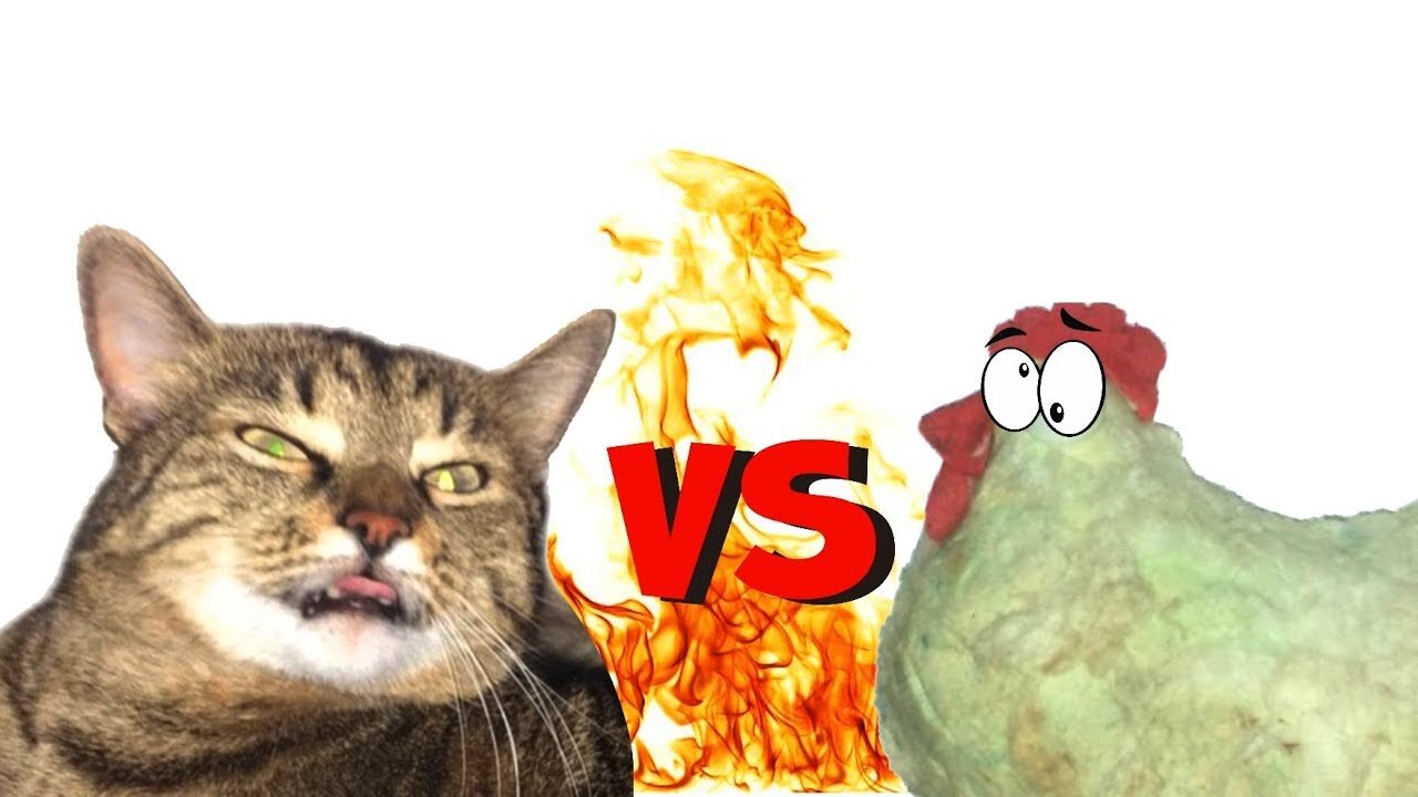 Cat vs Chicken: Watch What Happens Next and Get Ready to Laugh in 2023