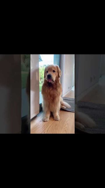 Funny and cute Golden Retriever 2021 #Shorts