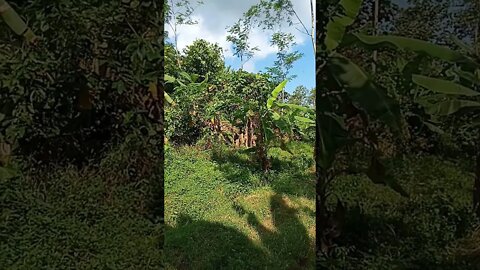 hutan belantara