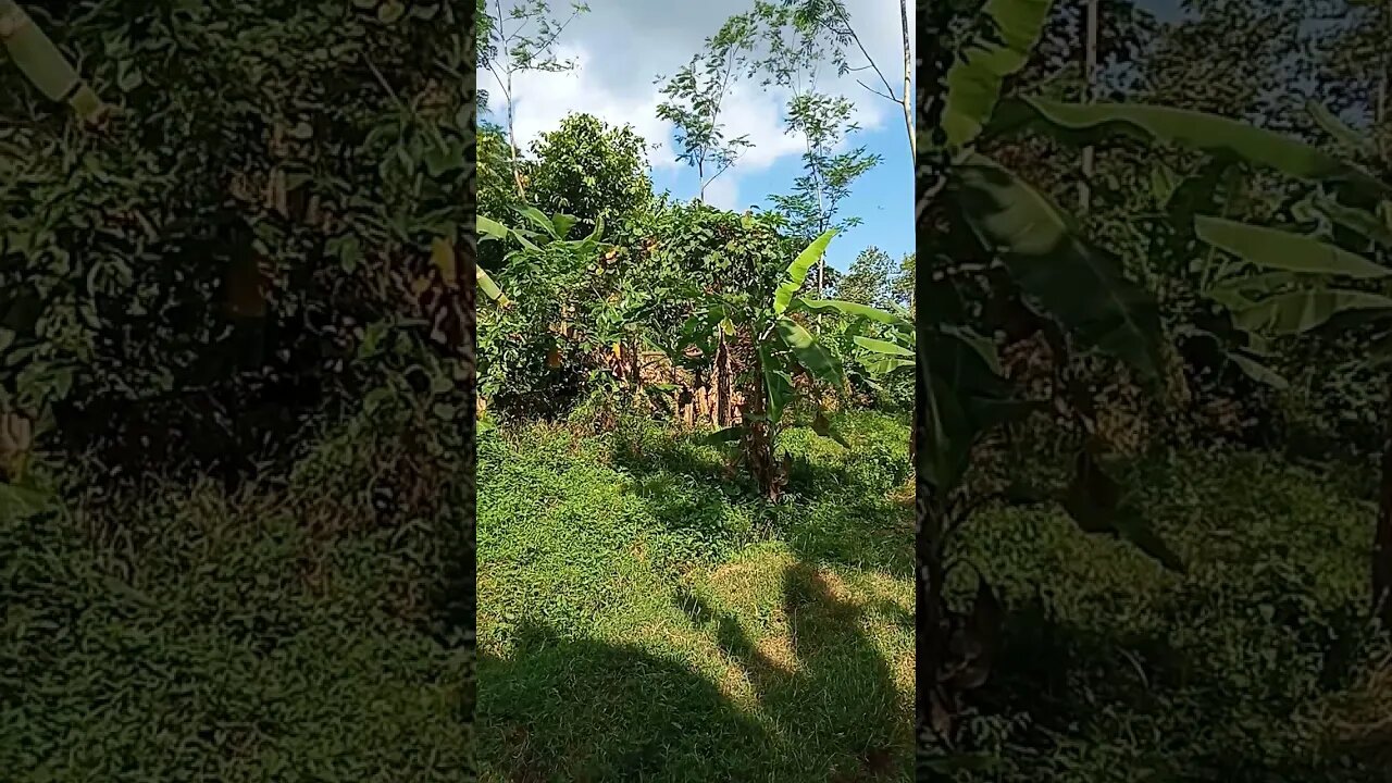 hutan belantara