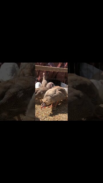 Beautiful coloured guinea fowl keets and one chocolate female is unwell
