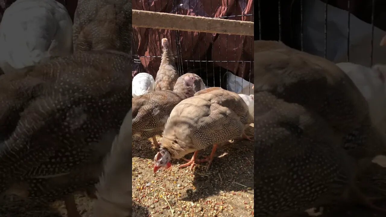 Beautiful coloured guinea fowl keets and one chocolate female is unwell