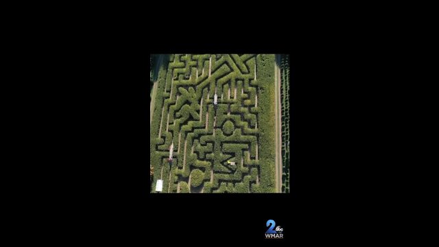 Get lost with us in a corn maze this Halloween