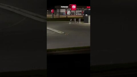 iPhone 13 night mode on a cat walking by a gas station