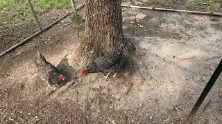 The Chicken Girls Love Their Afternoon Snack