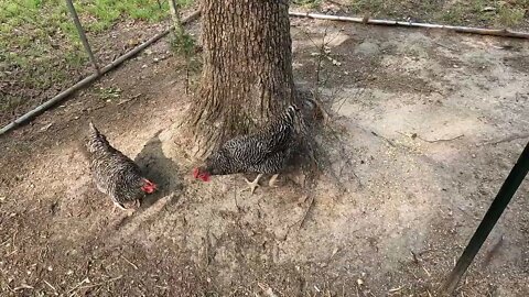 The Chicken Girls Love Their Afternoon Snack