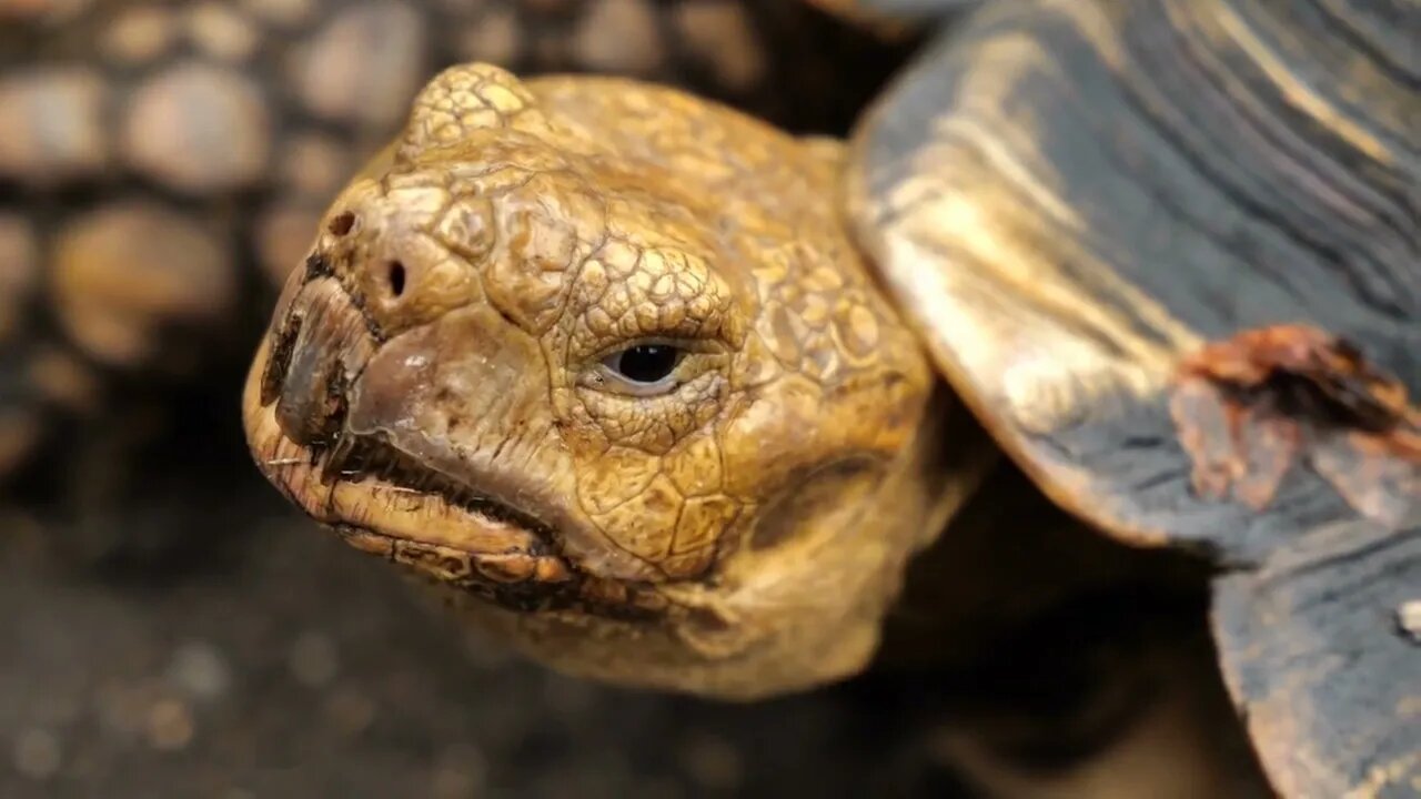 giant tortoise portrait close up one her face beautiful reptile Martinique zoo