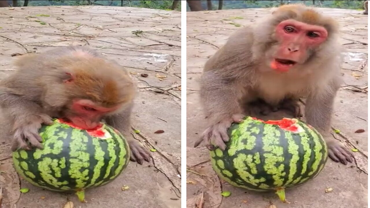 Funny monkey loves watermelon - Its simply summer