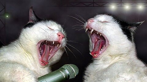 New Funny Animals 😂 Funniest Cats and Dogs Videos 😺🐶 Part 17