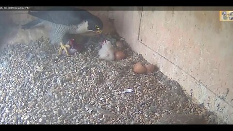 Diamond feeds her little cuties. 10-5-19