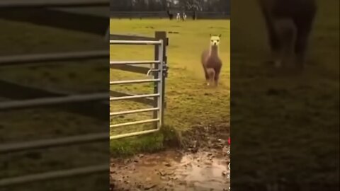 Ooo happyyy daaay get this viral | #shorts |#viral | #funny | #youtube