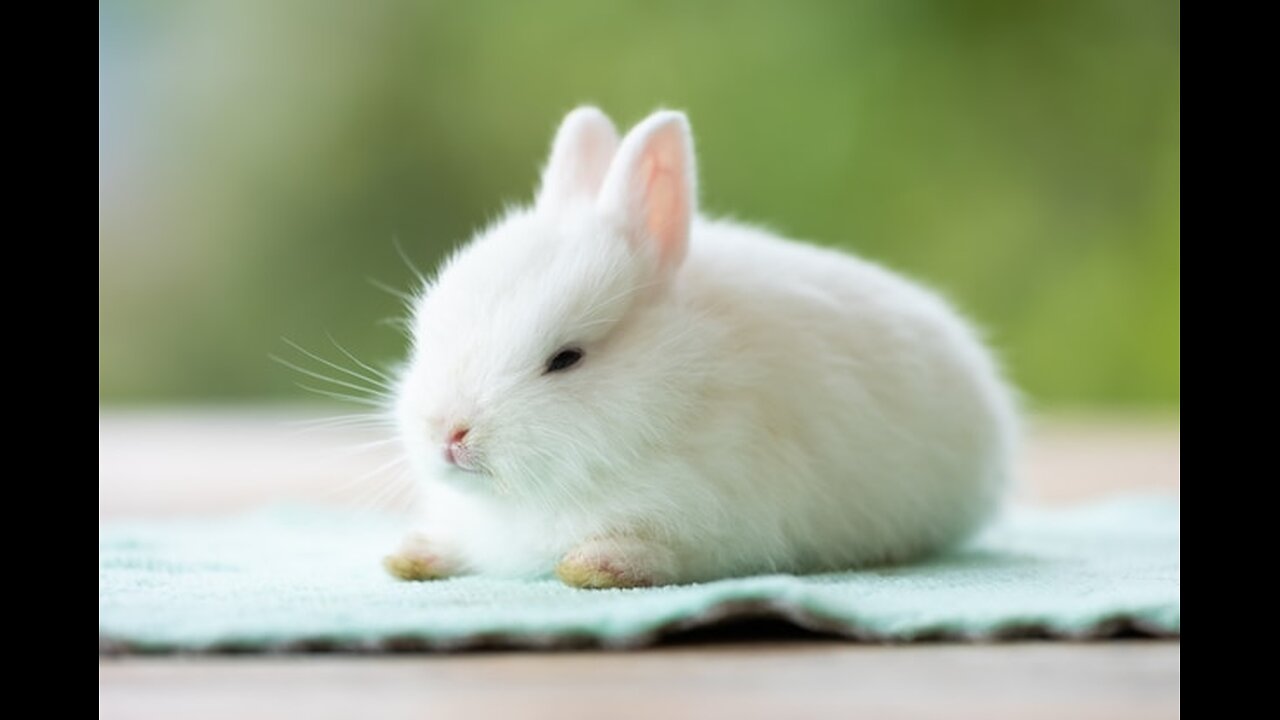 Know more about baby rabbits