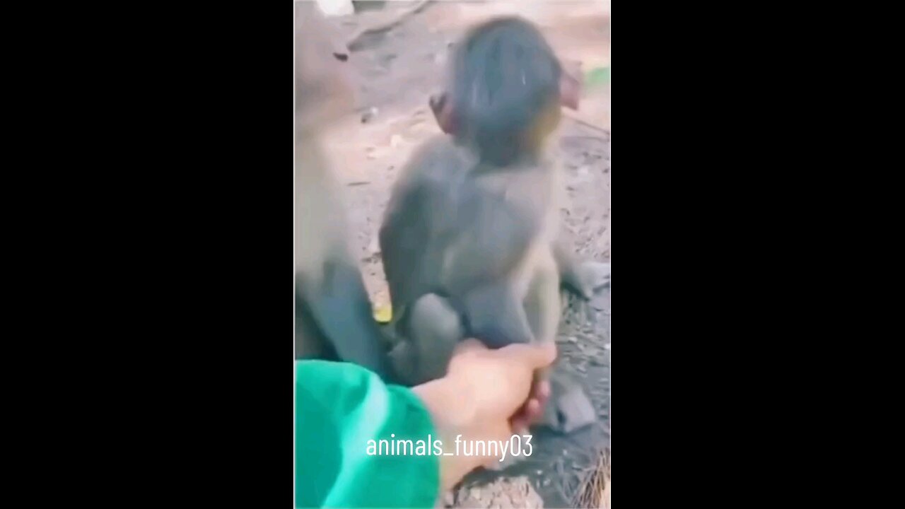 Animals funny #engracadostiktok #animaisengraçados #videosengracados #funny #funnyvideos