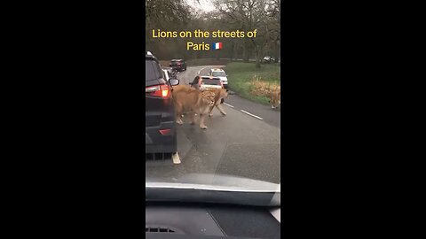 Lions in France