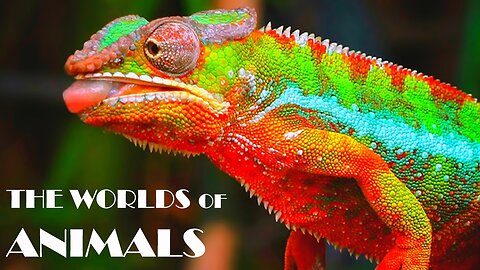 World of Animals 4K VIDEO ULTRA HD