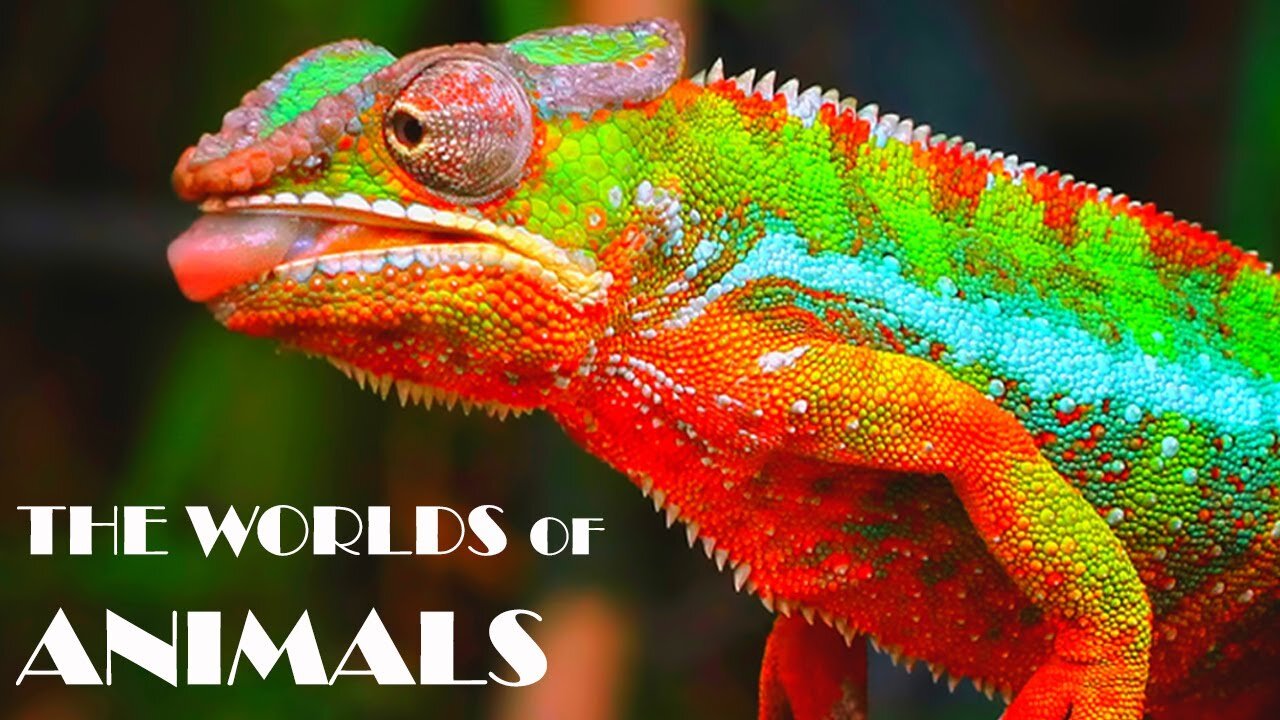 World of Animals 4K VIDEO ULTRA HD